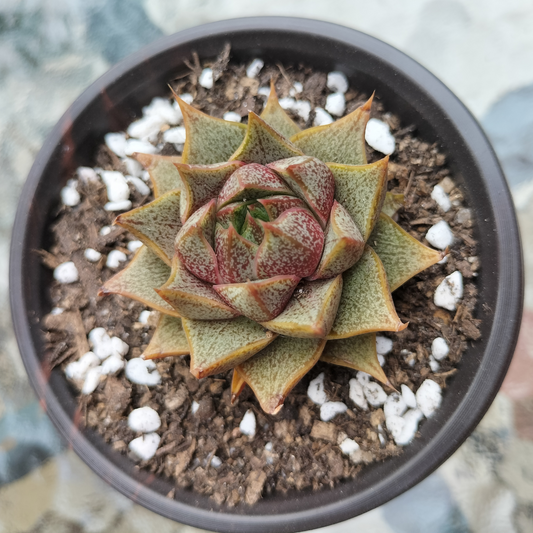 Echeveria 'Purpusorum' (original)