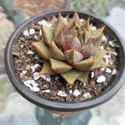Echeveria 'Purpusorum' (original)