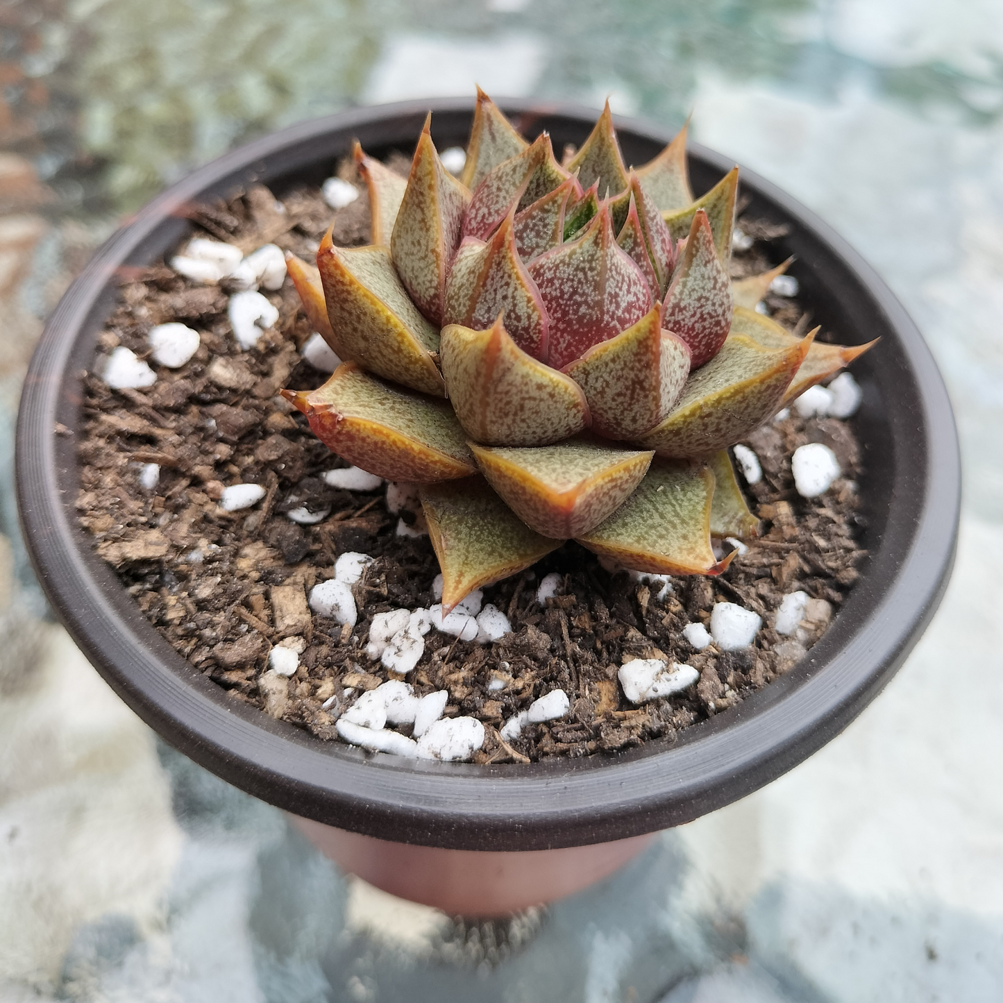 Echeveria 'Purpusorum' (original)