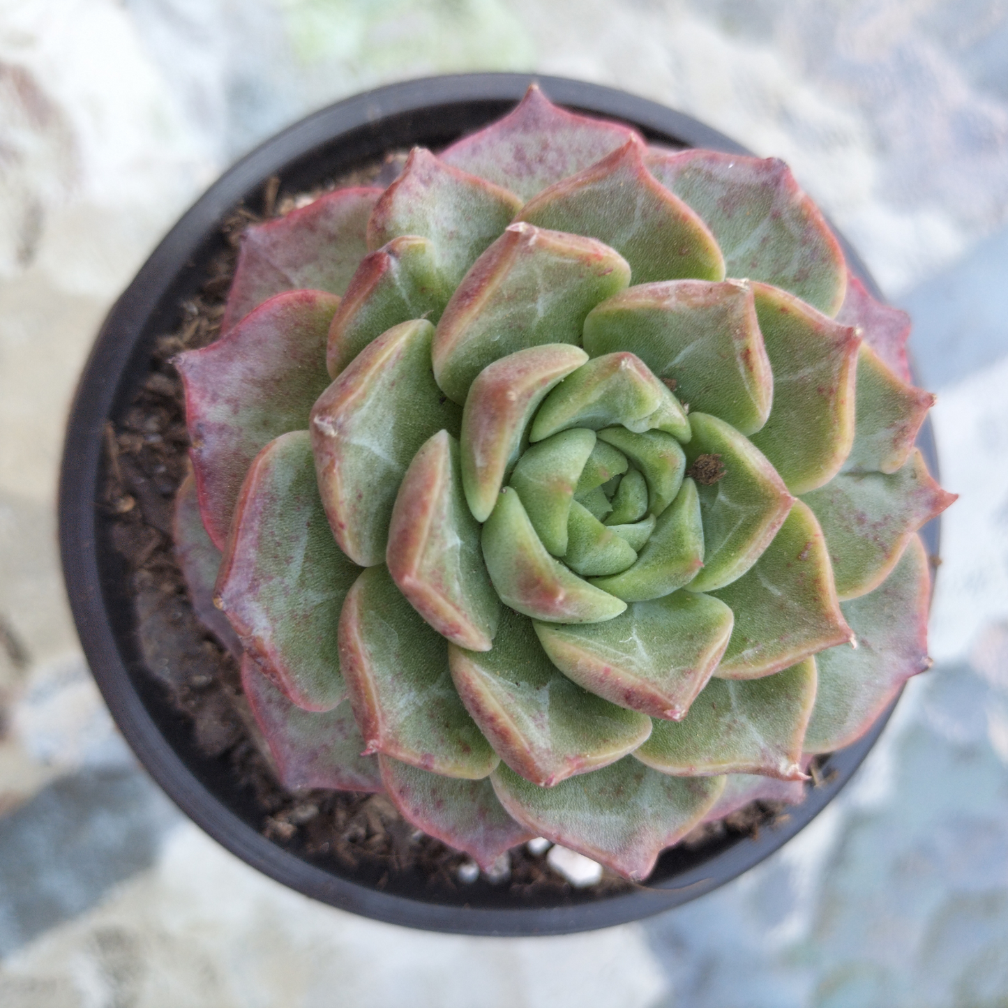 Echeveria 'Queen Red'
