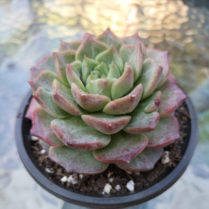 Echeveria 'Queen Red'