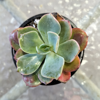 Echeveria 'Raindrops'