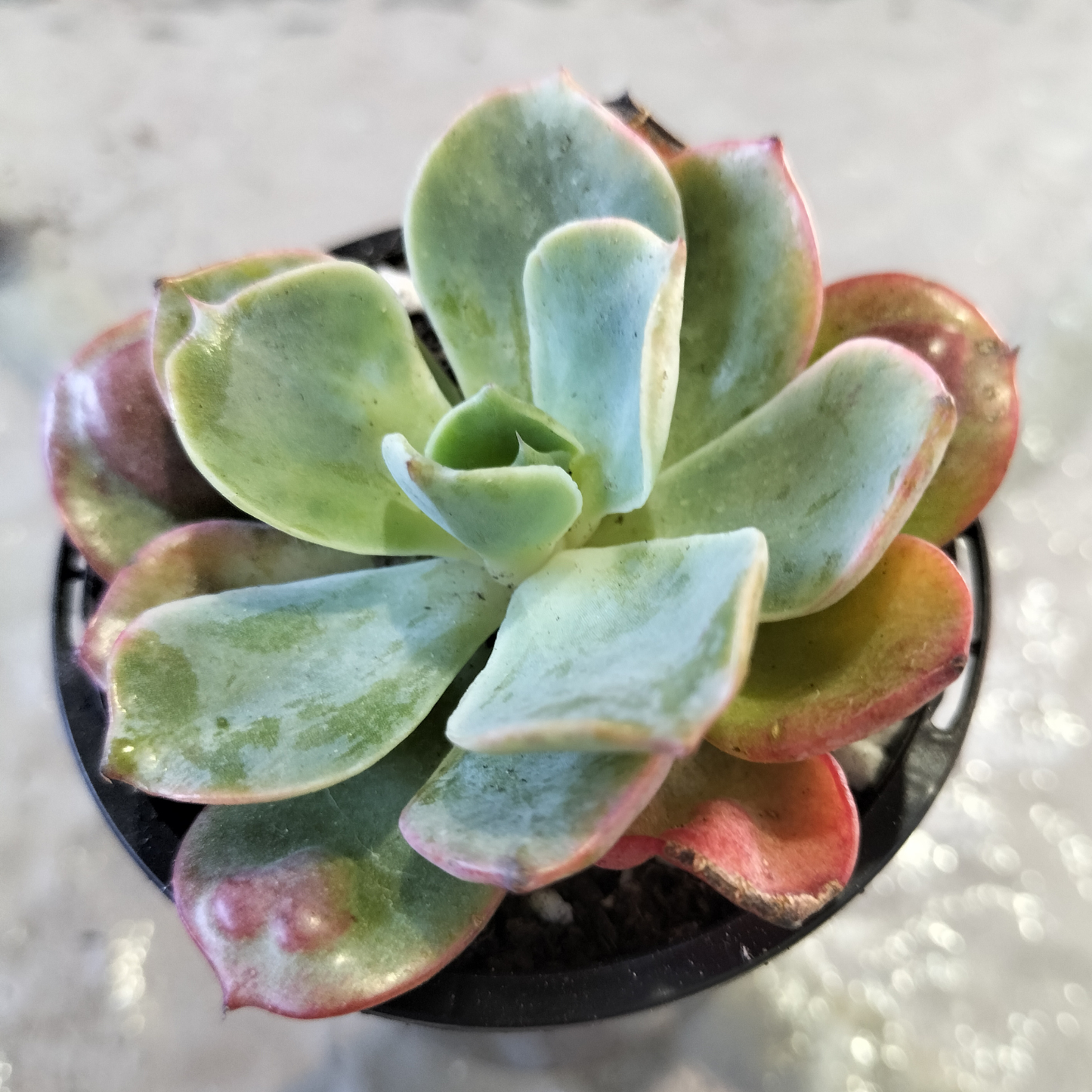Echeveria 'Raindrops'