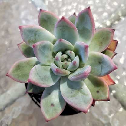 Echeveria 'Ratam'