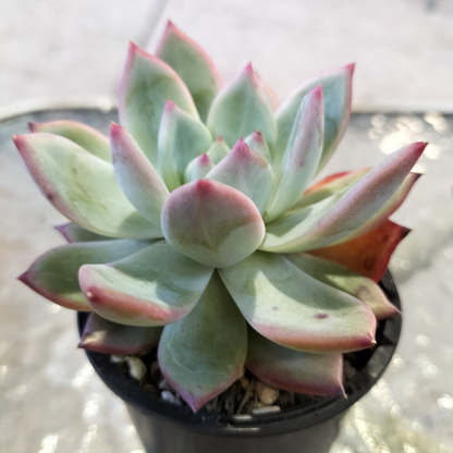 Echeveria 'Ratam'