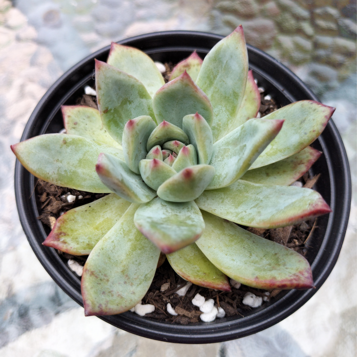 Echeveria 'Ratam'