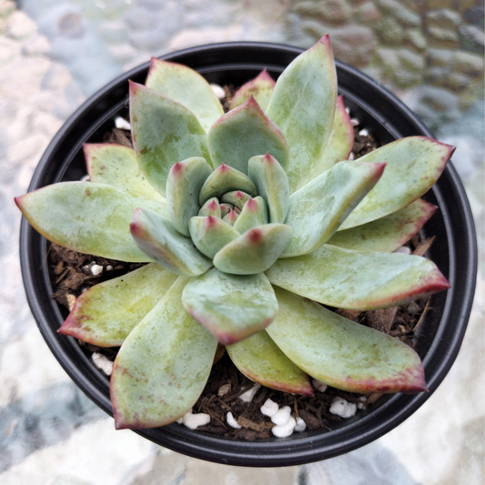 Echeveria 'Ratam'