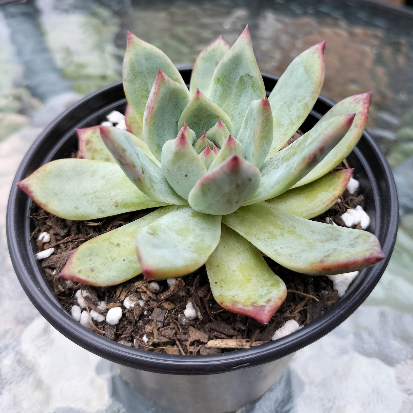 Echeveria 'Ratam'