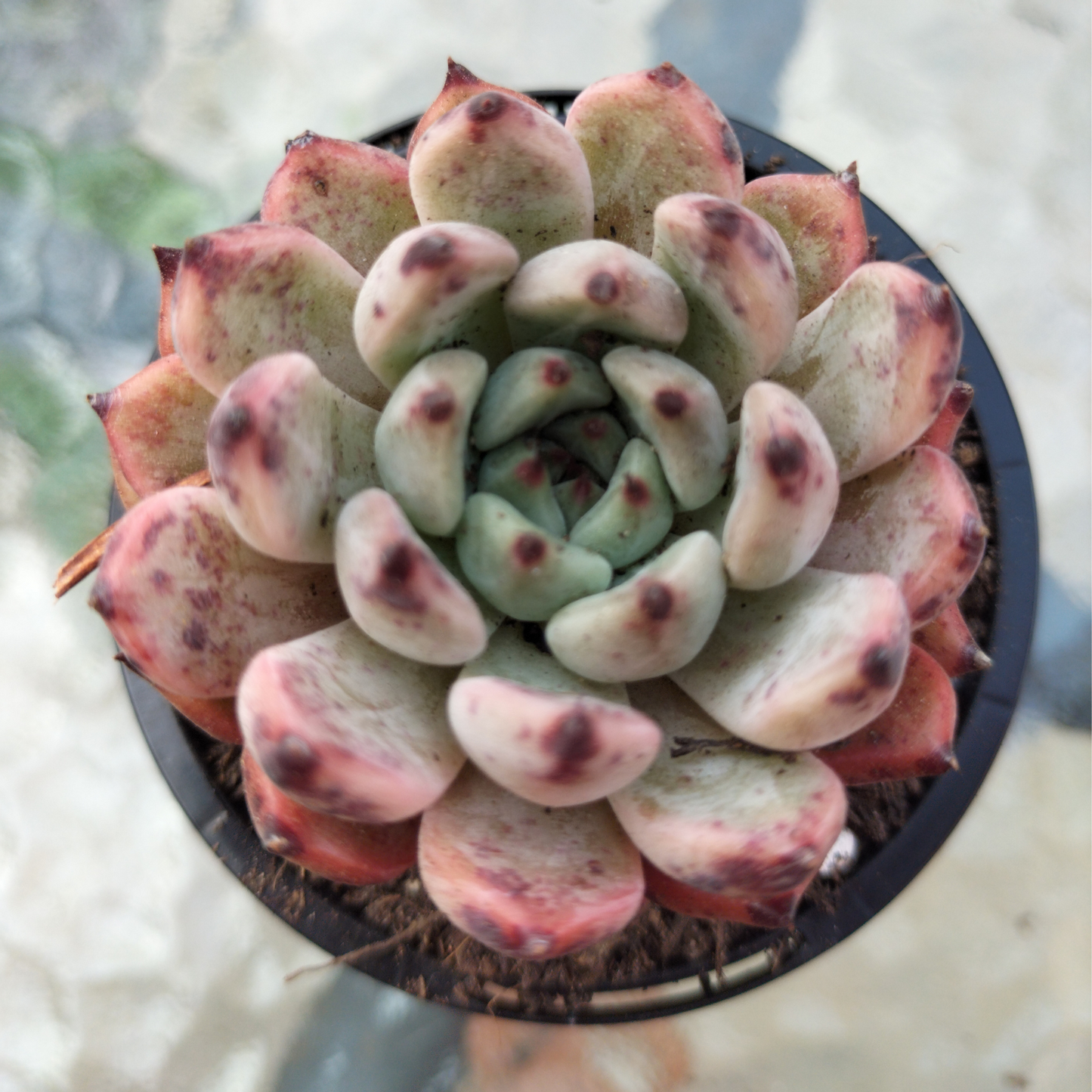 Echeveria 'Red Absinthe'
