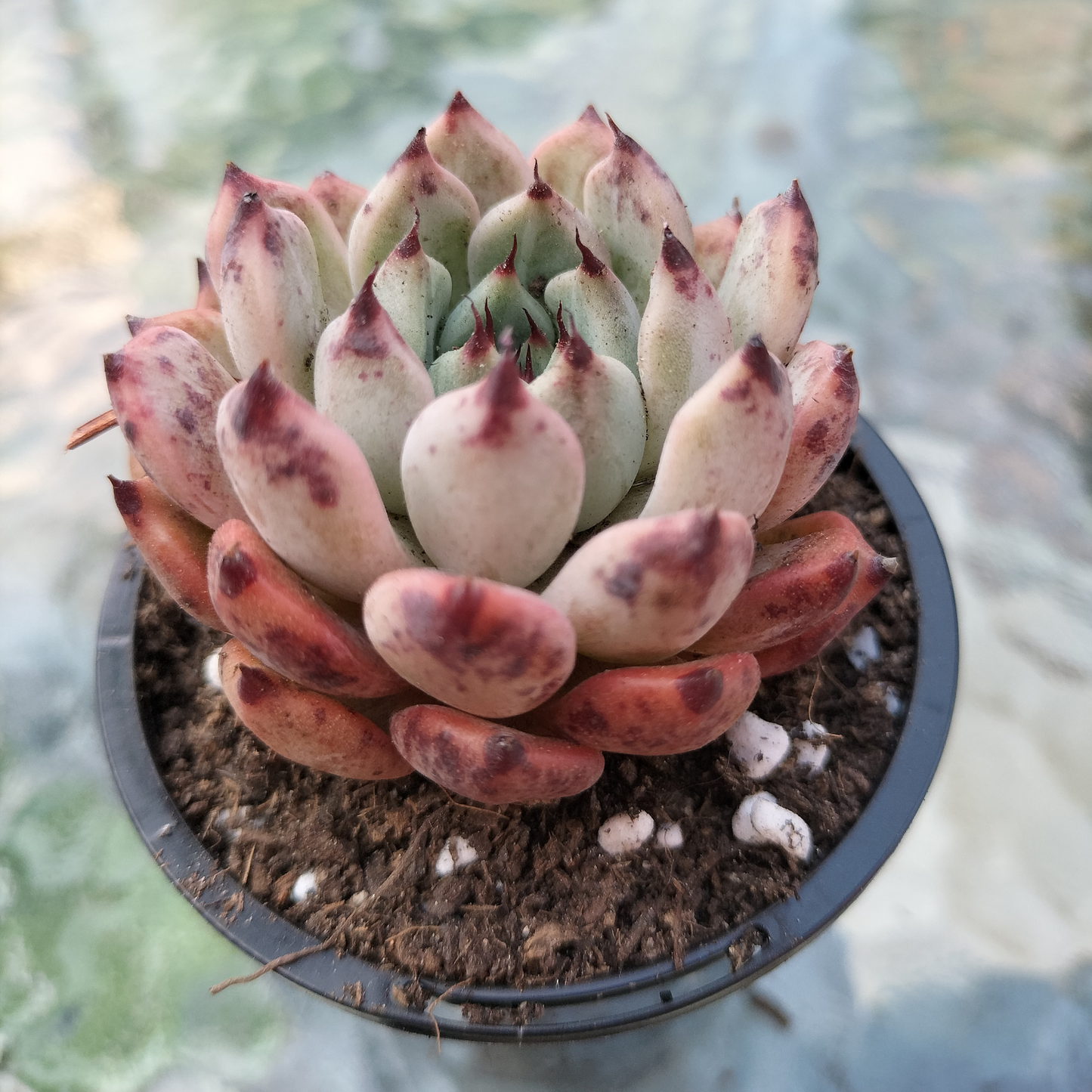 Echeveria 'Red Absinthe'