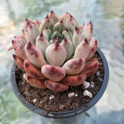 Echeveria 'Red Absinthe'