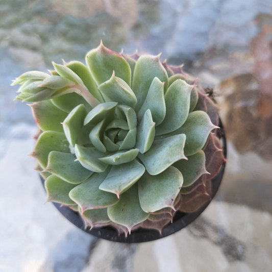 Echeveria 'Red Hole'