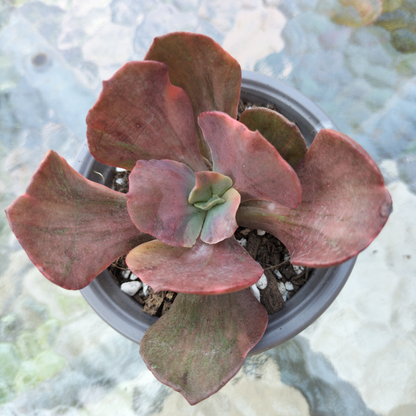 Echeveria 'Red Phoenix' Variegated (Rare)