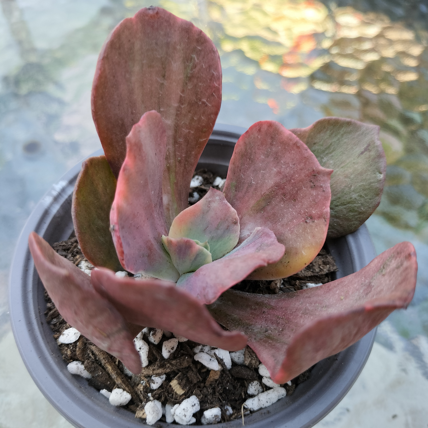 Echeveria 'Red Phoenix' Variegated (Rare)
