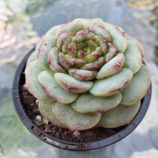 Echeveria 'Red Velvet'
