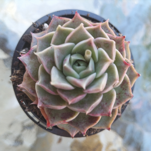 Echeveria 'Red Wine Queen'