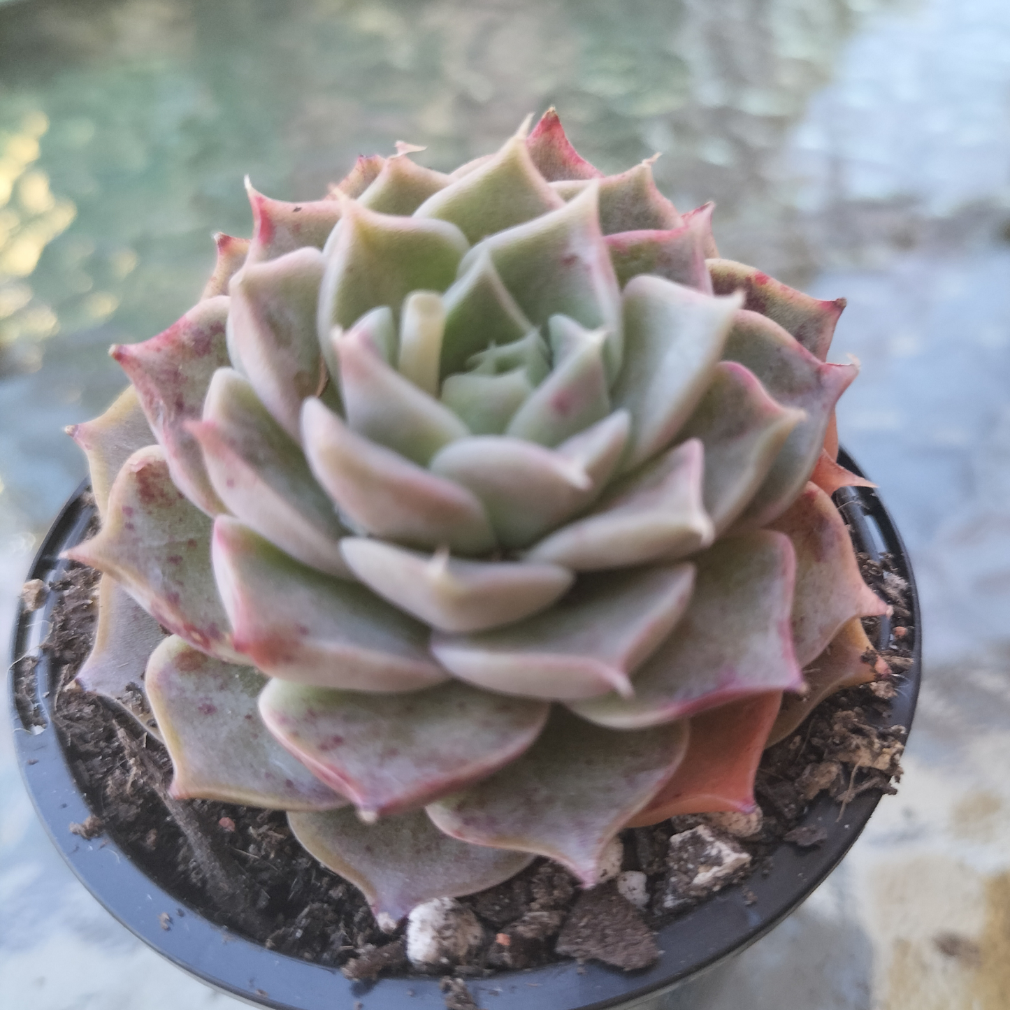 Echeveria 'Red Wine Queen'