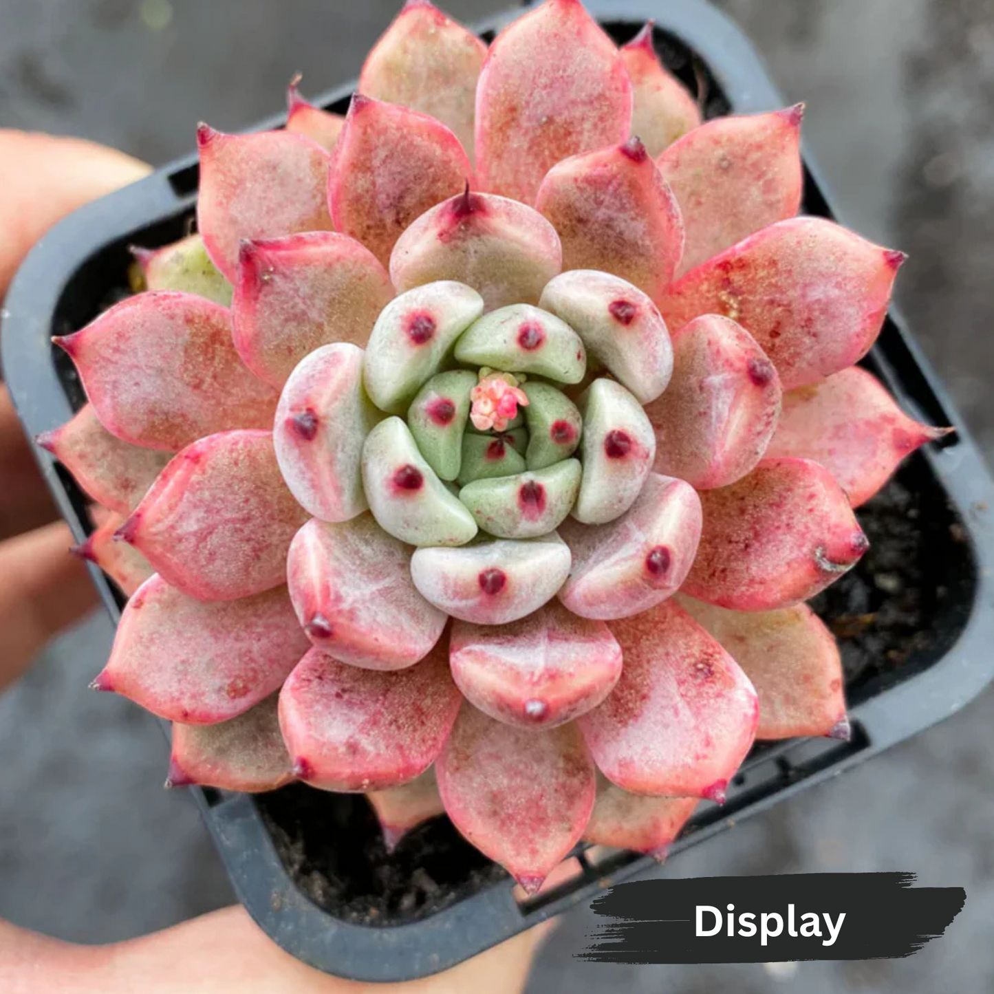 Echeveria 'Red Absinthe'