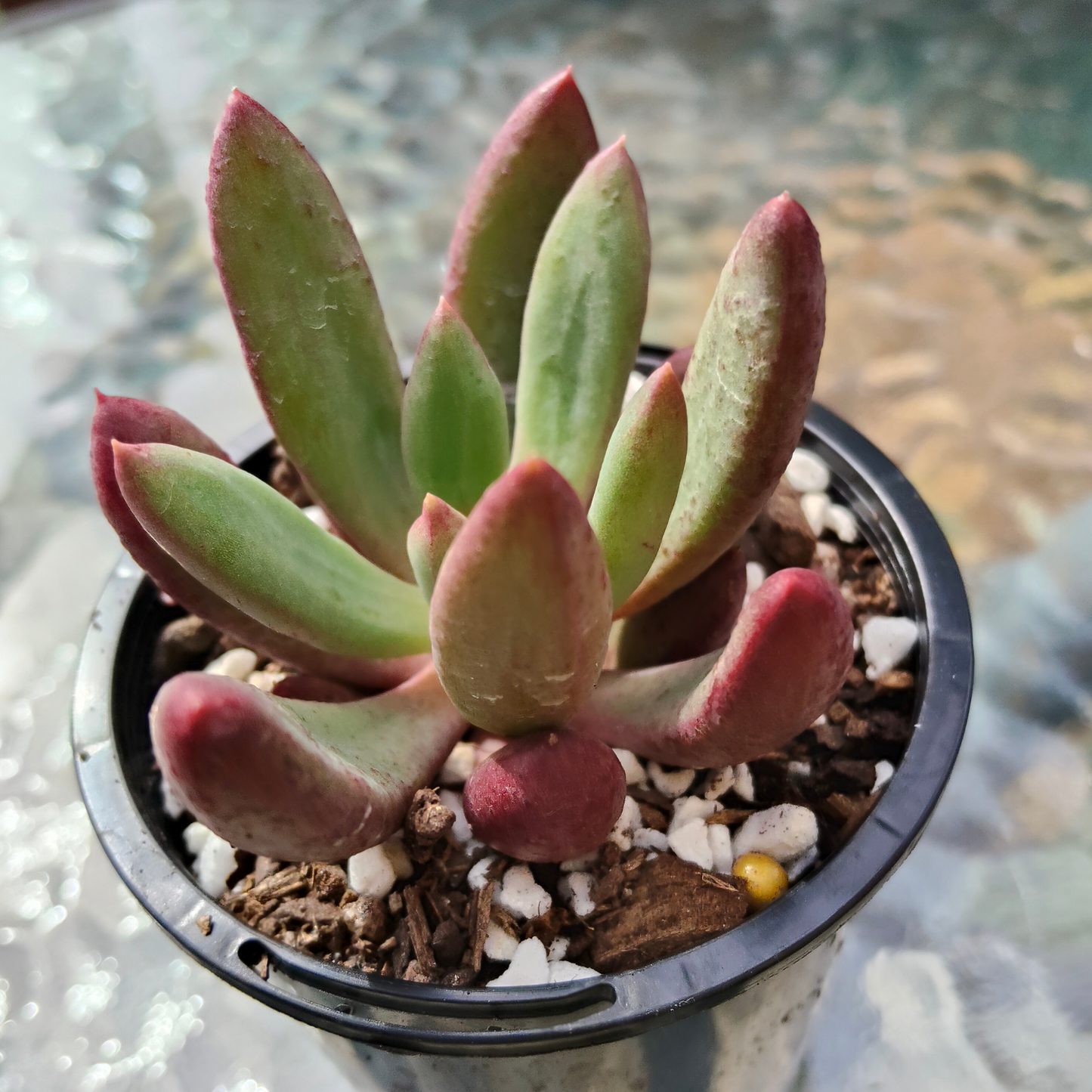 Pachyveria 'Red Banana'