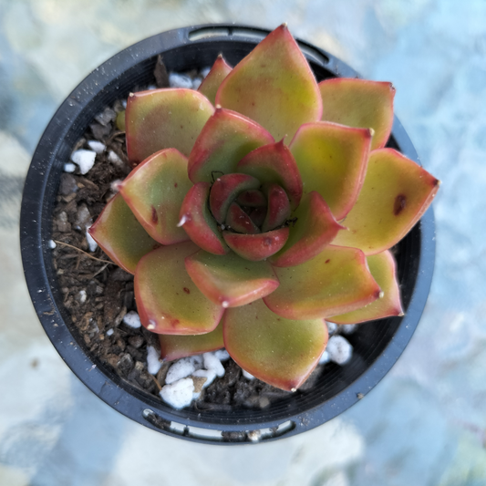 Echeveria 'Red Girl'