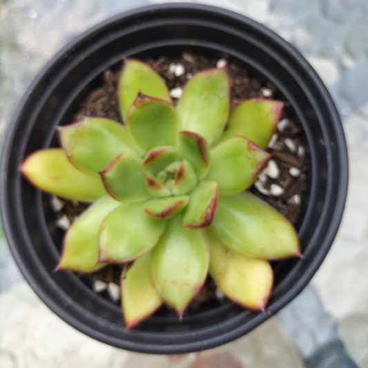 Echeveria poldensis 'Red Line'