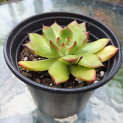 Echeveria poldensis 'Red Line'