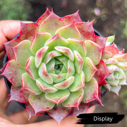 Echeveria 'Queen Red'