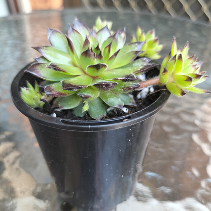 Sempervivum cantabricum 'Reinhardt'