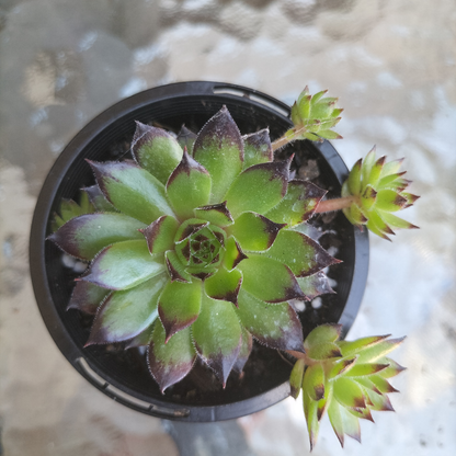 Sempervivum cantabricum 'Reinhardt'
