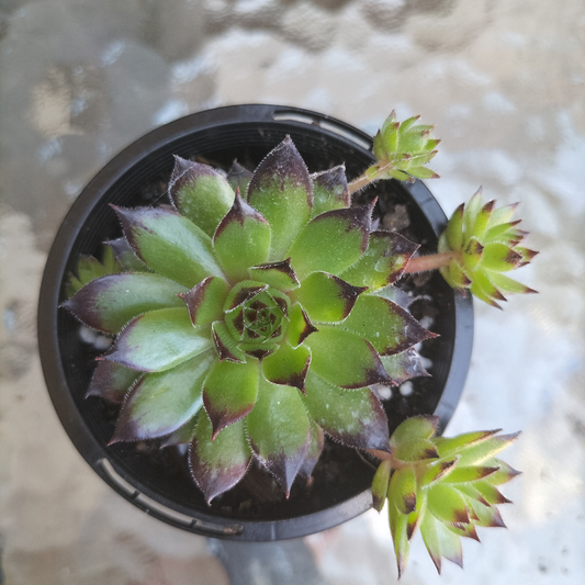 Sempervivum cantabricum 'Reinhardt'