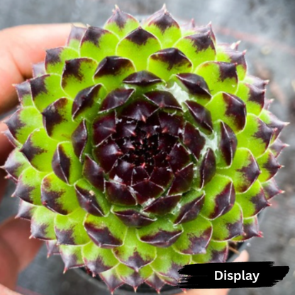 Sempervivum cantabricum 'Reinhardt'