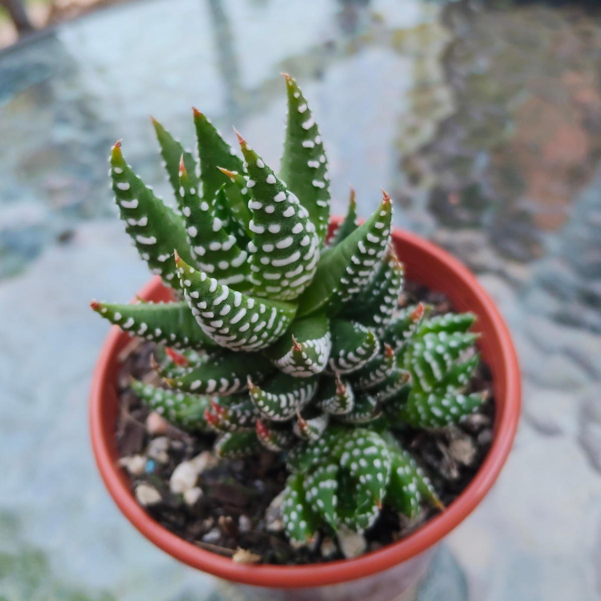 Haworthia 'Reinwardtii'