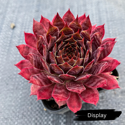 Sempervivum 'Reward'
