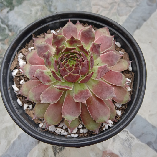 Sempervivum 'Reward'