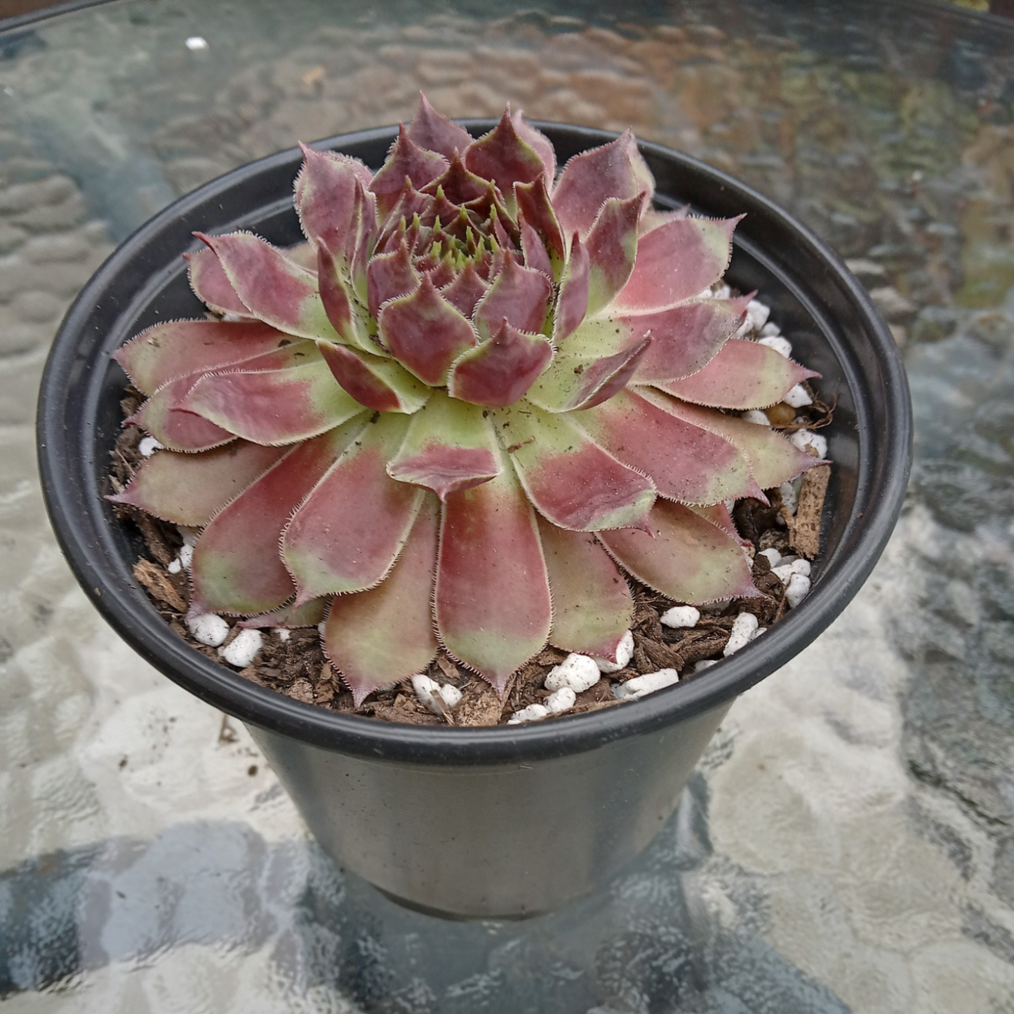 Sempervivum 'Reward'