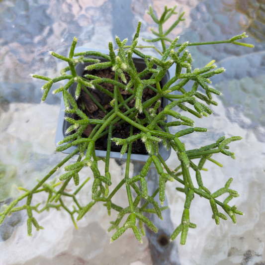 Rhipsalis 'cassutha'