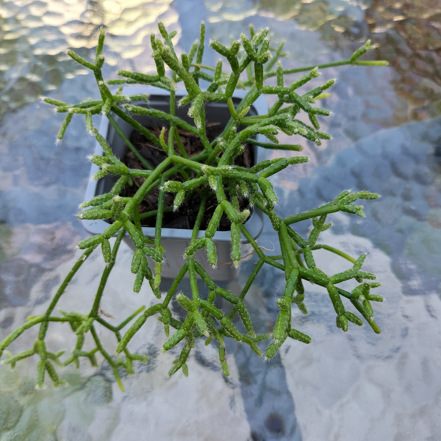 Rhipsalis 'cassutha'
