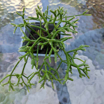 Rhipsalis 'cassutha'