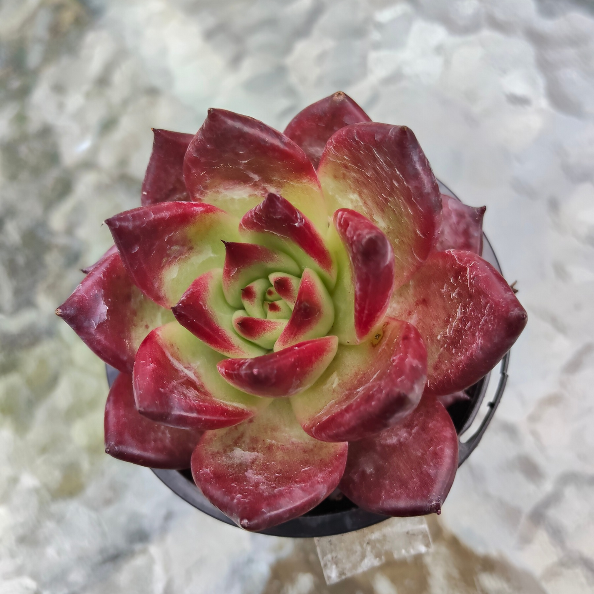 Echeveria Roca