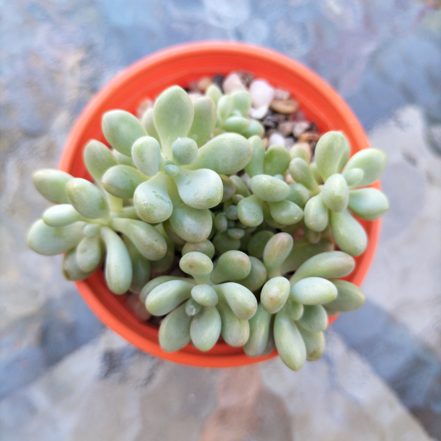 Graptosedum 'Rococo'