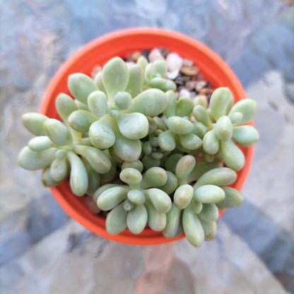 Graptosedum 'Rococo'