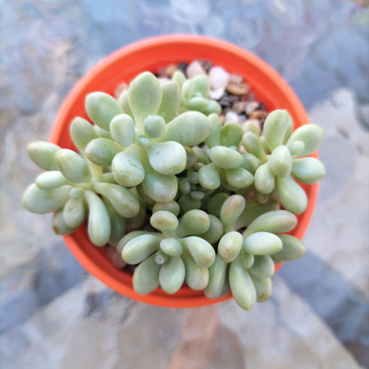 Graptosedum 'Rococo'