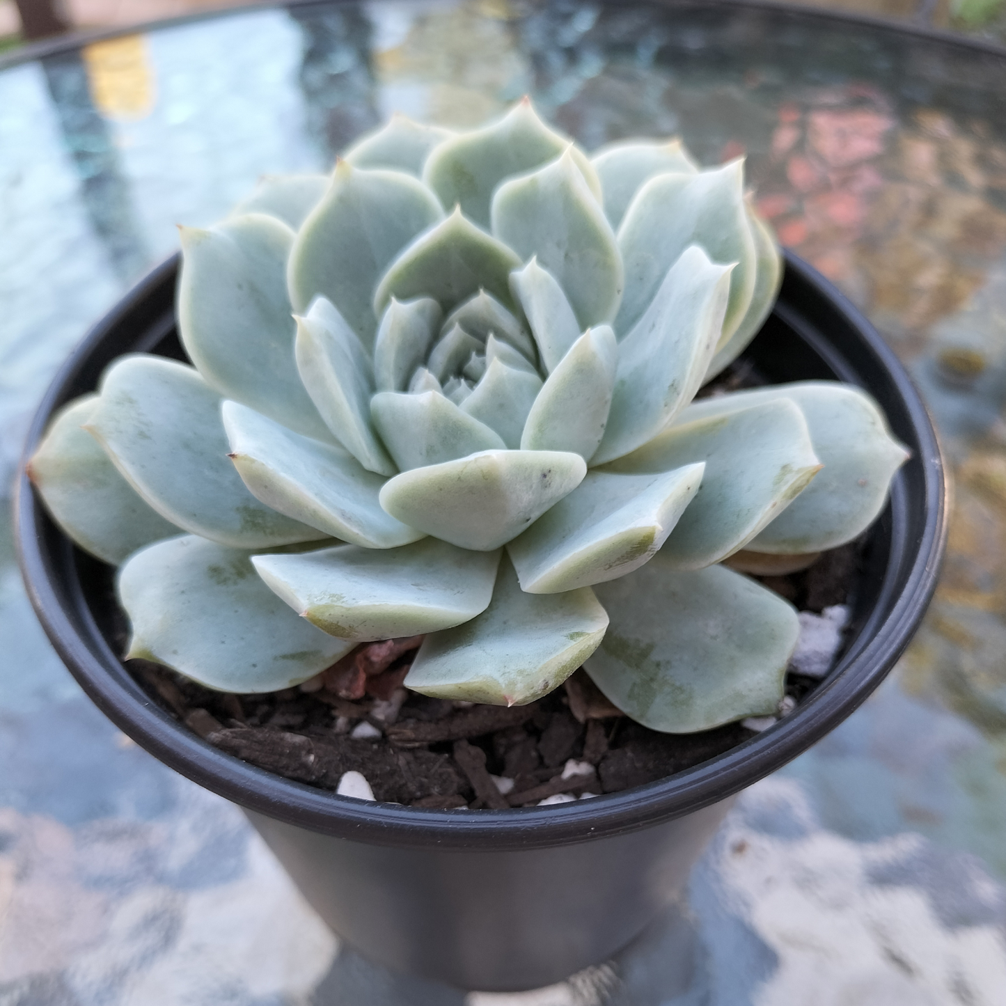 Echeveria 'Rosalia'