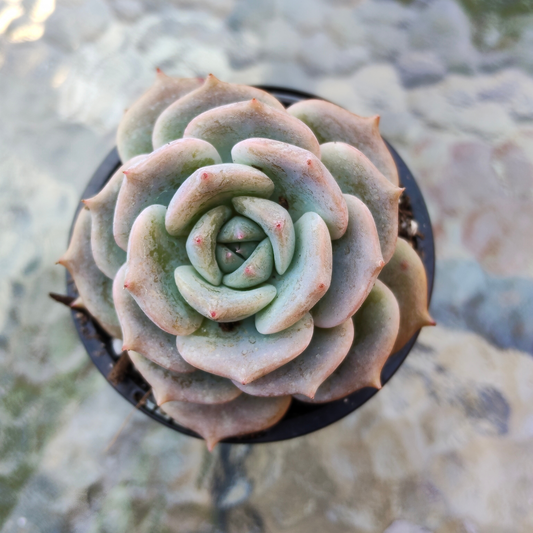 Echeveria Rosanna (Echeveria colorata x lauii )