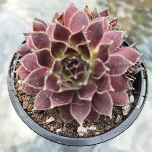 Sempervivum 'Round Midnight'