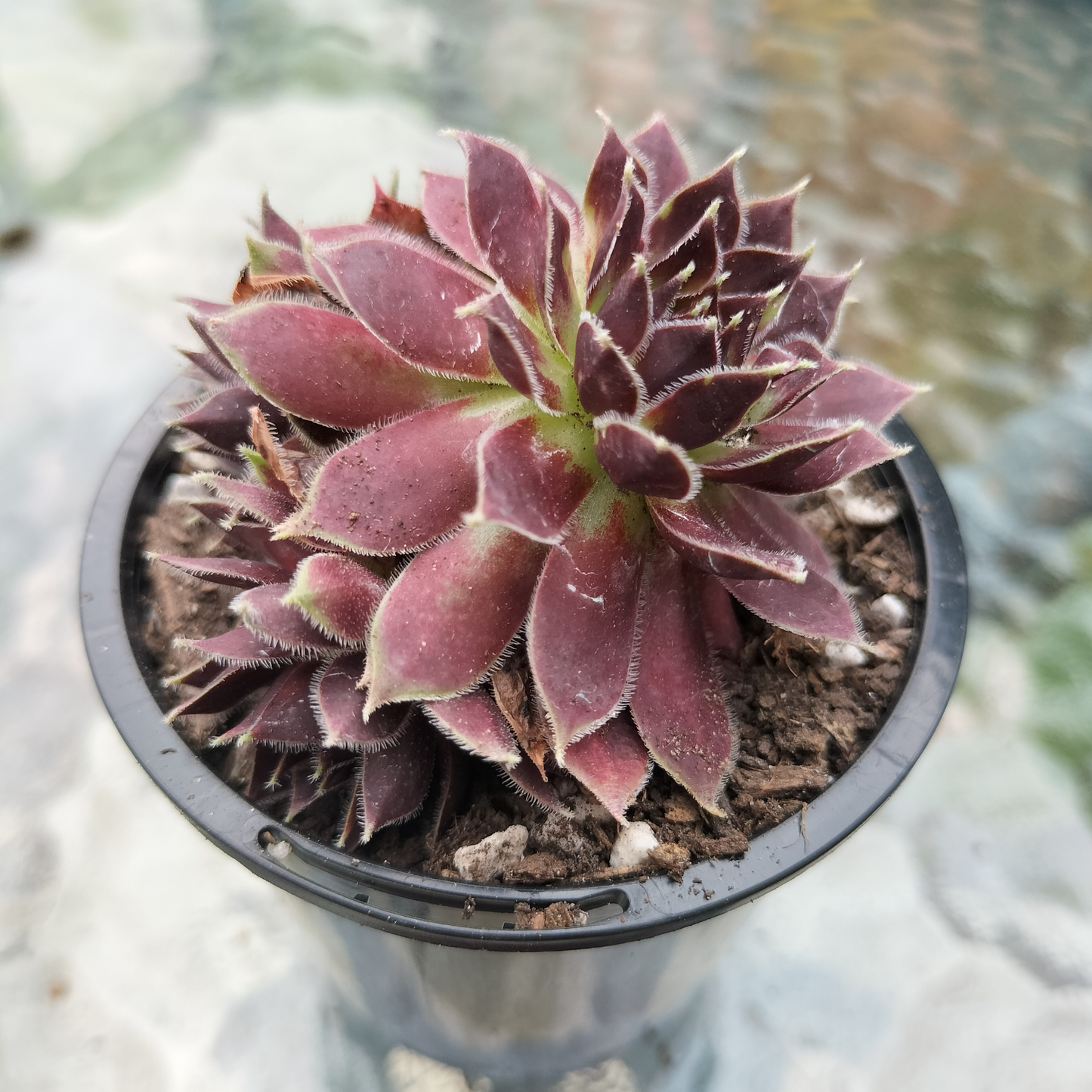 Sempervivum 'Round Midnight'