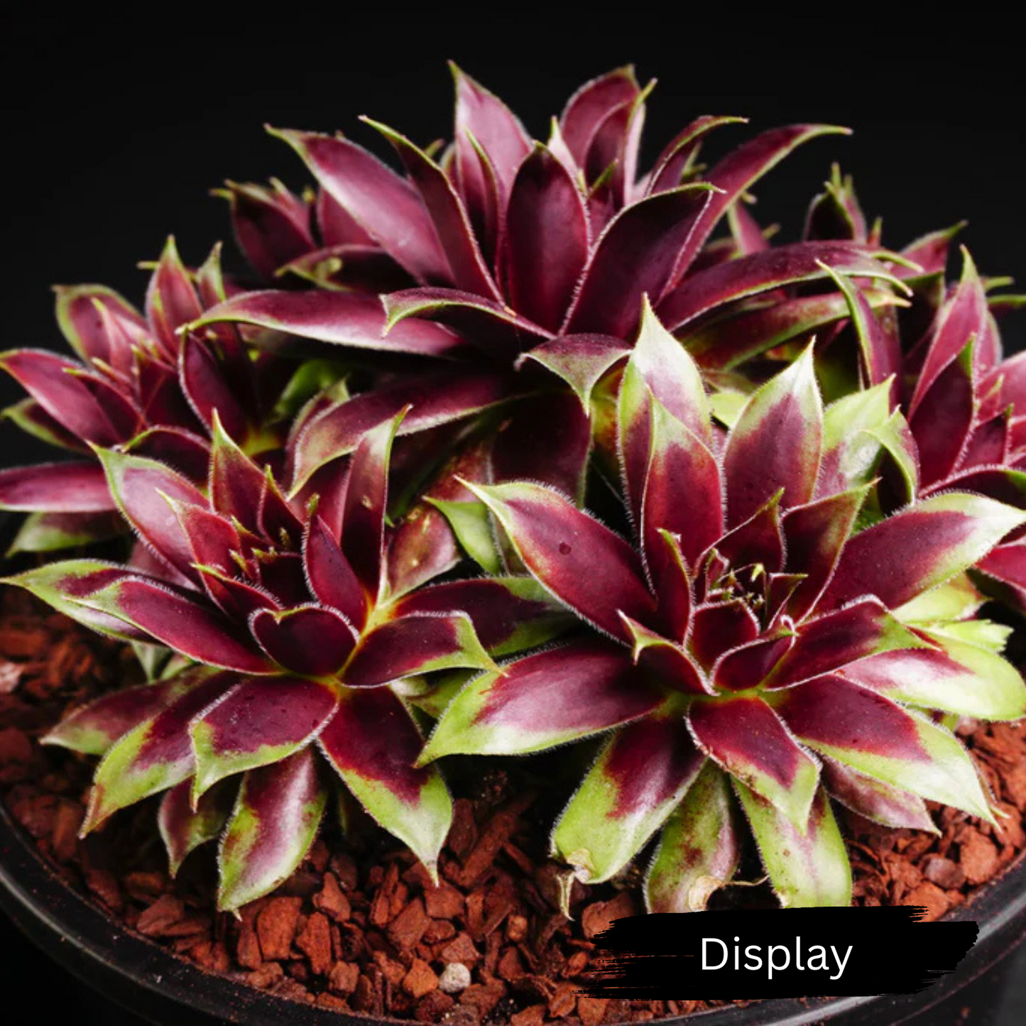 Sempervivum 'Round Midnight'