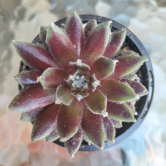 Sempervivum arachnoideum 'Rubin'