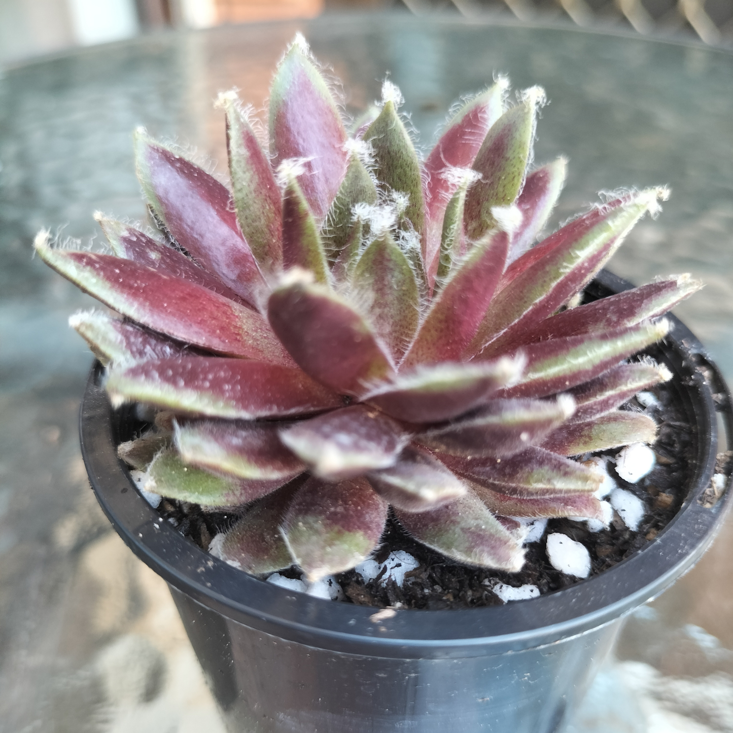 Sempervivum arachnoideum 'Rubin'