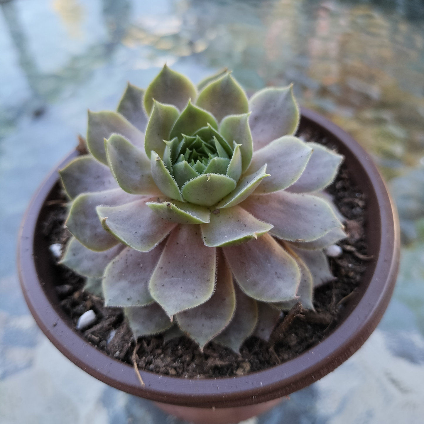 Sempervivum 'Saga'
